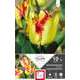 Bulbes de tulipes simples hâtives 'Cape Town' - x10