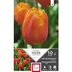 Bulbes de tulipes simples tardives 'Dordogne' - x10