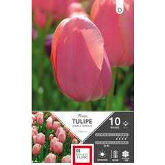 Bulbes de tulipes simples tardives 'Menton' - x10