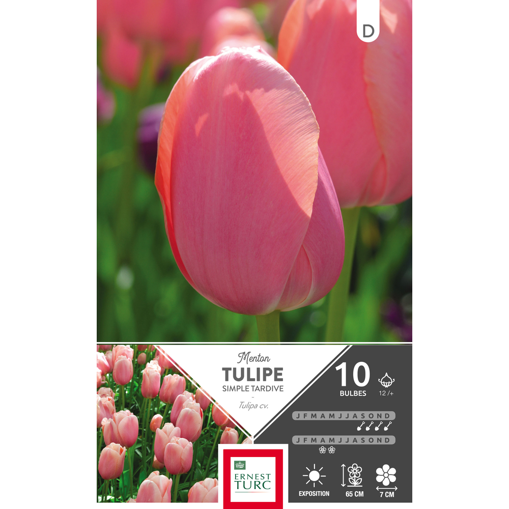 Tulipe simple tardive Menton 12/+ : 10 bulbes