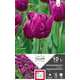 Bulbes de tulipes simples hâtives 'Purple' - x10