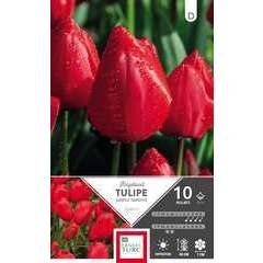 Bulbes de tulipes simples tardives 'Kingsblood' - x10