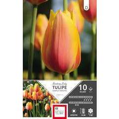 Bulbes de tulipes simples tardives 'Blushing Lady' - x10