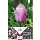 Bulbes de tulipes simples tardives 'Violet Beauty' - x10