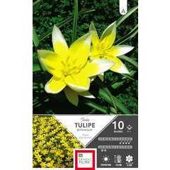 Bulbes de tulipes botaniques 'Tarda' - x10