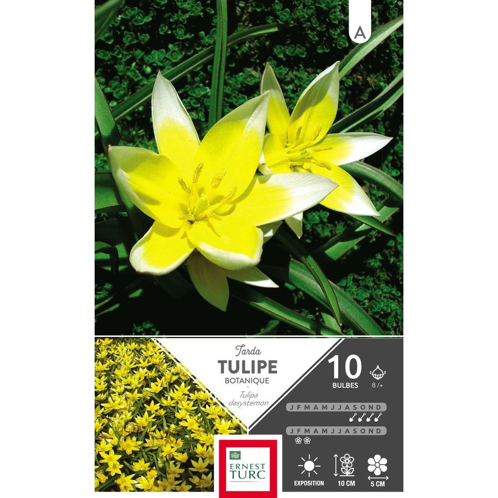 Tulipe tarda dasystemon 8/+ : 10 bulbes