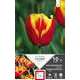 Bulbes de tulipes triomphe 'Jan Seignett' - x10