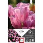 Bulbes de tulipes triomphe 'Mistress' - x10