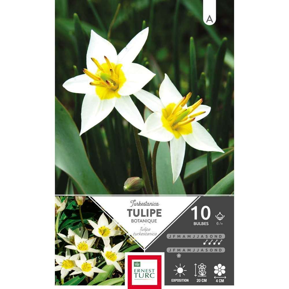 Bulbes de tulipes botaniques 'Turkestanica' - x10