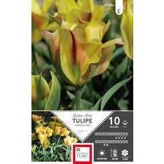 Bulbes de tulipes viridiflora 'Gold Artist' - x10