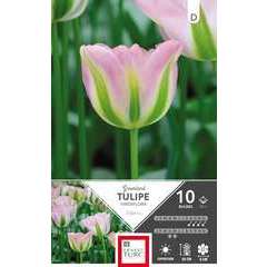 Bulbes de tulipes viridiflora 'Groenland' - x10