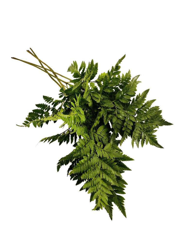 Botte de fougÃšres