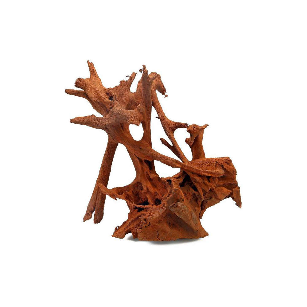 Racine Mangrove TTGM 160-180cm