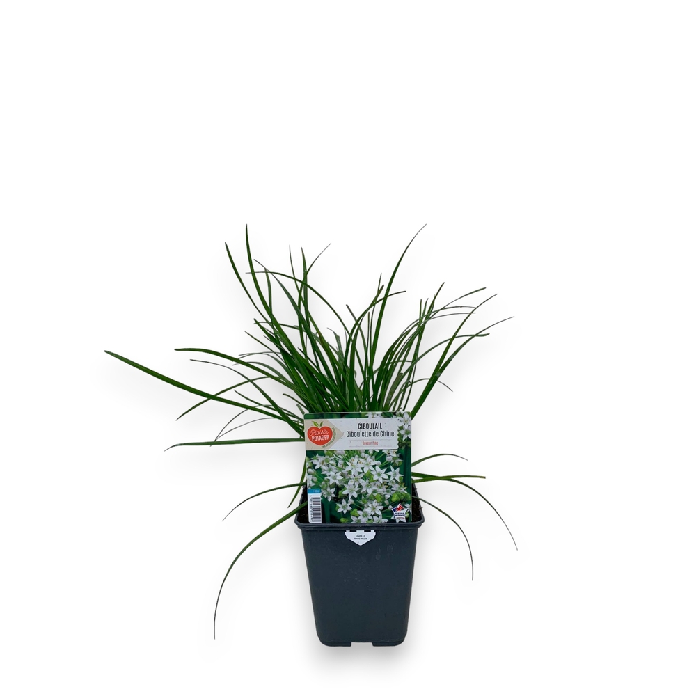 Ciboulette de Chine : pot 1L