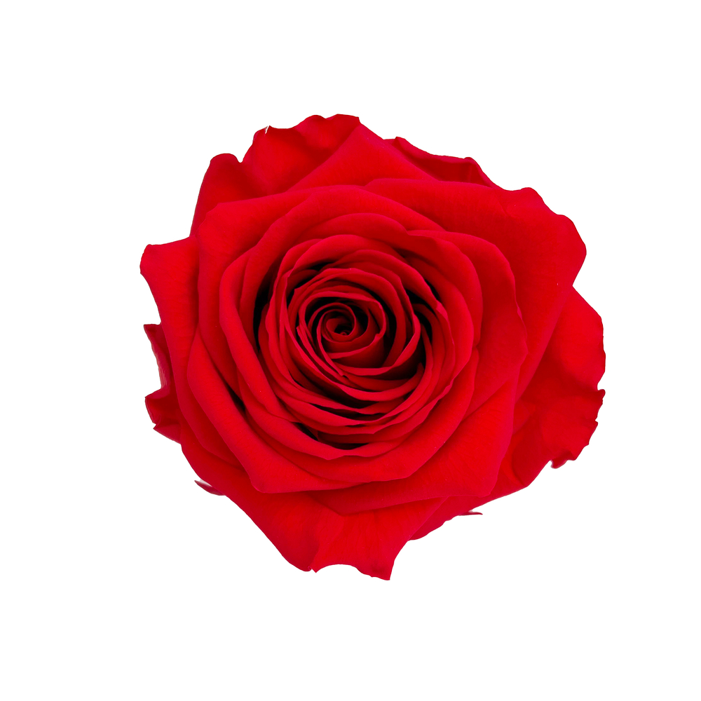 BOUTON ROSE PREMIUM ROUGE-(747459)