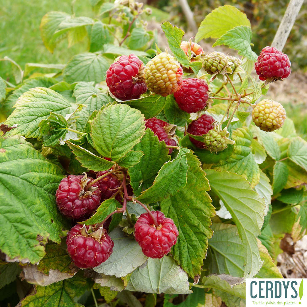 FRAMBOISIER RUST.YUMMI C1.5L-(747877)