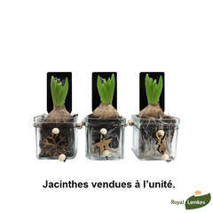 Jacinthe x1cube verre pendentif: d8cm-coloris variables | Truffaut