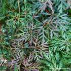 Acer palmatum dissectum Orangeola : C7L 60/80