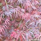Acer palmatum dissectum 'Tamukeyama' C3L H40/60cm