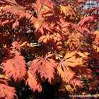 Acer japonicum 'Aconitifolium' : C15L h.80/100cm