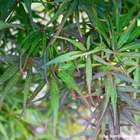 Acer palmatum ‘Atrolineare’ C7L h.60/80cm