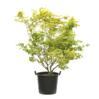 Acer Palmatum Shirasawanum Aureum C50L