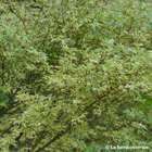 Acer palmatum Butterfly : C3L 40/60