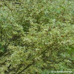 Acer palmatum Butterfly : C3L h.40/60cm