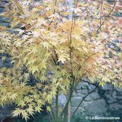 Acer palmatum 'Orange Dream' :C3L h.40/60cm