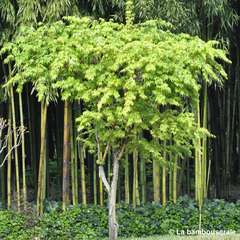 Acer palmatum 'Sango-Kaku' : C15L h.80/100cm