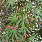 Acer palmatum Trompenburg :C7L h.60/80cm