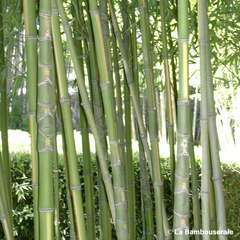 Bambou moyen phyllostachys aurea 'Flavescens Inversa' 100/150 :pot 7L
