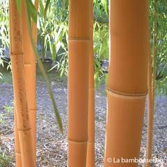 Phyllostachys bambusoides 'Holochrysa' : H.150/200cm C15L