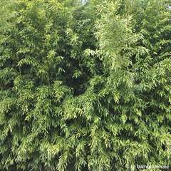 Bambou moyen phyllostachys bissetii 40/80 cm: pot de 3 litres