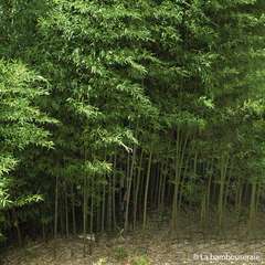 Bambou moyen phyllostachys nuda 40/80 cm: pot de 3 litres