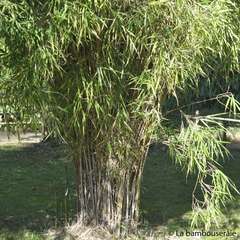 Bambou moyen pleioblastus linearis 100/150 cm: pot de 7 litres