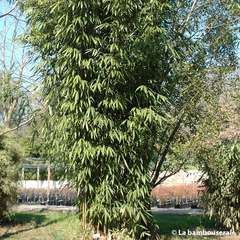 Bambou moyen pseudosasa amabilis 'Tenuis' 40/80 cm: pot de 3 litres