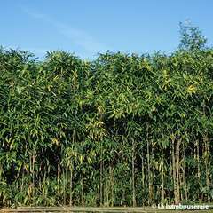 Bambou moyen pseudosasa japonica 40/80 cm: pot de 3 litres
