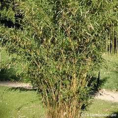 Bambou moyen semiarundinaria yashadake 'Kimmei' 40/80 cm: pot 3 litres