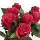 Botte de 7 Roses Rhodos Rouges