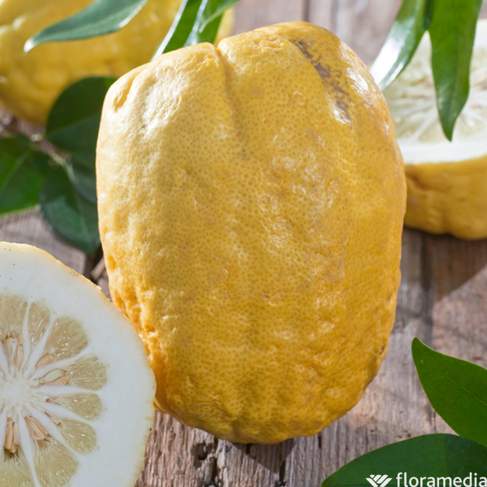 CÃ©dratier AB : C3L