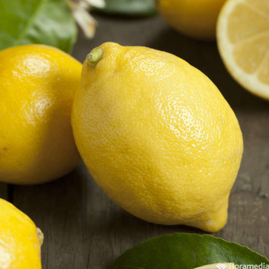 Citronnier 4 Saisons Ab C3l Truffaut Citronnier 4 Saisons Ab C3l Truffaut