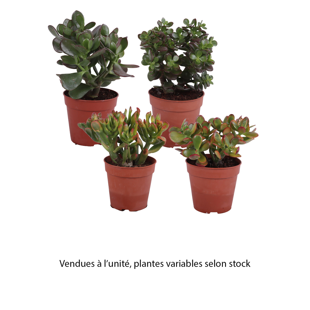Crassula: pot D12 cm