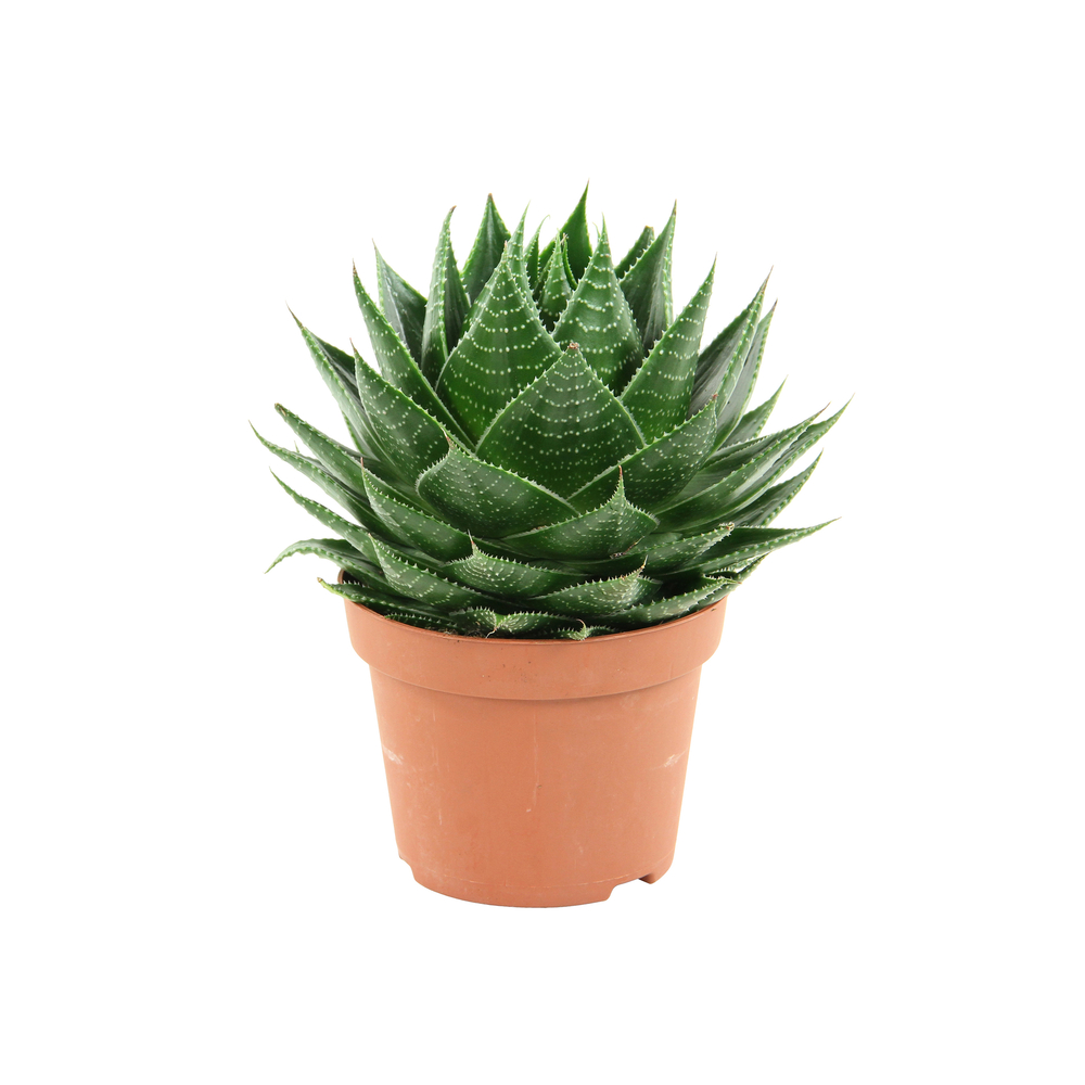 Aloe 'Cosmo': pot D12 cm