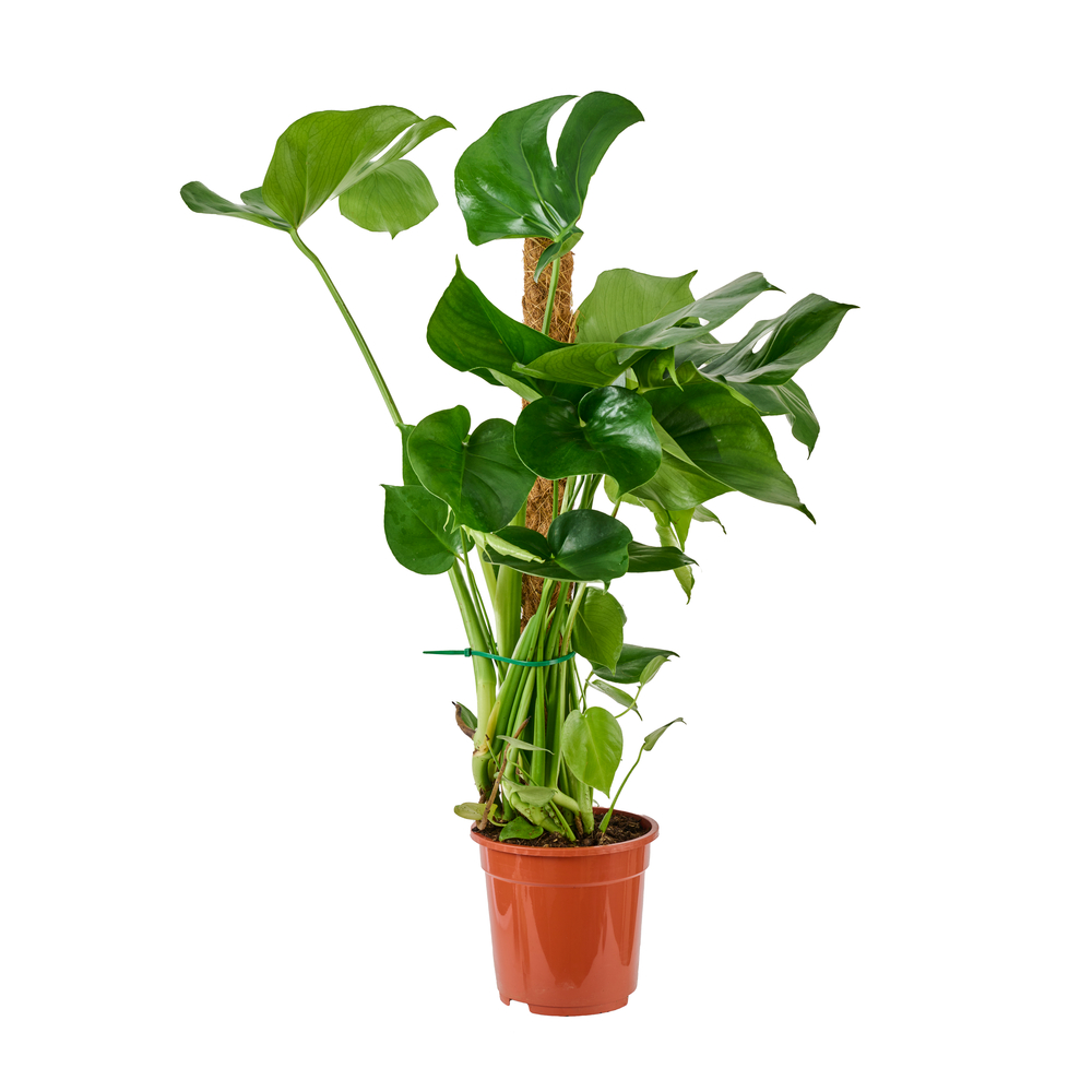 philodendron white wizard pflege Philodendron White Wizard – Coollective Plants main image 1
