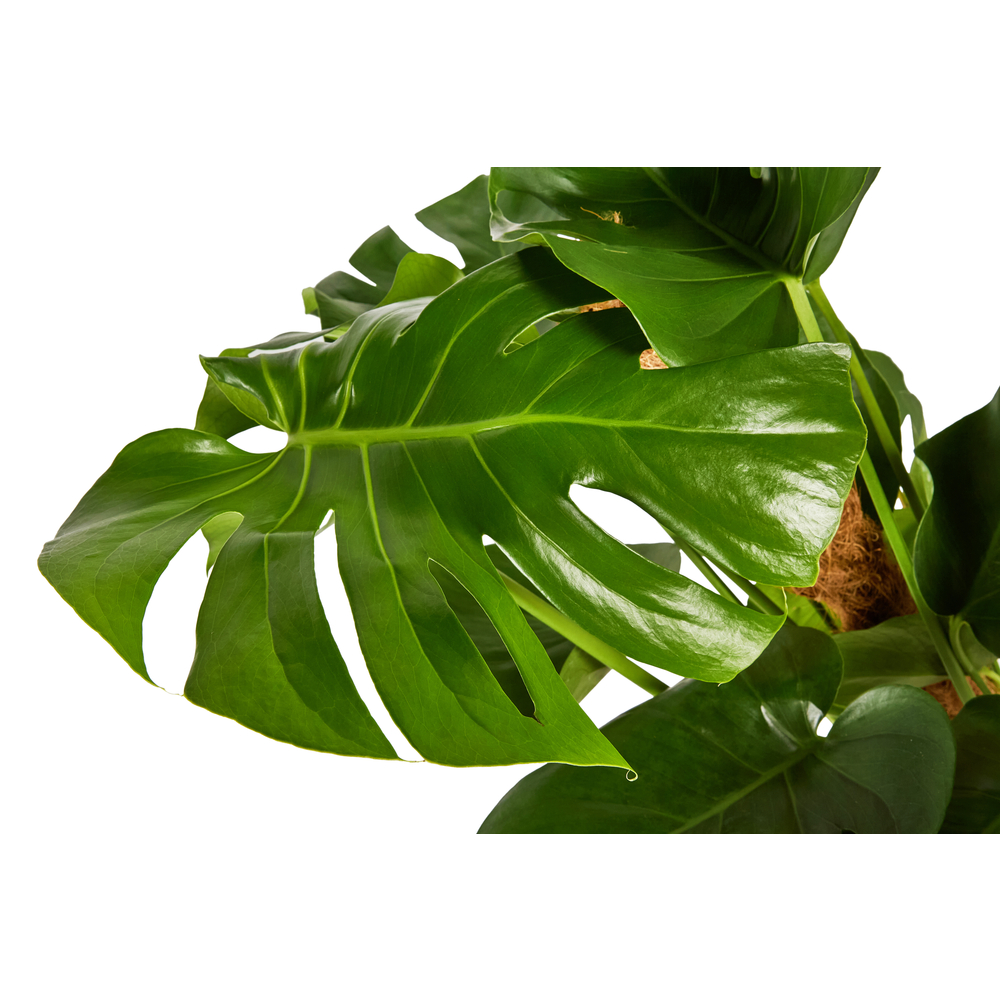 Philodendron monstera : tuteur mousse | Truffaut