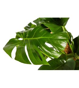 PHILO MONSTERA TUT MSE D19H80-(750196)