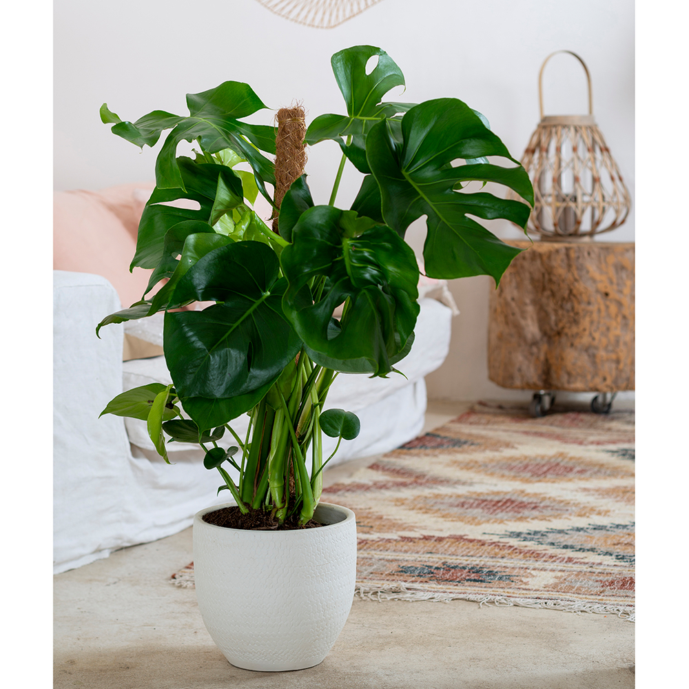 Philodendron monstera : tuteur mousse | Truffaut