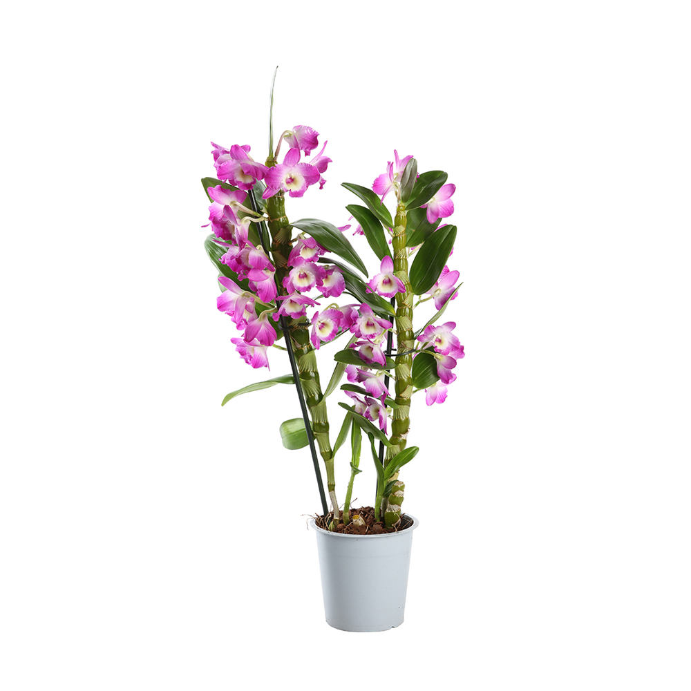 DENDROBIUM NOBILEE D12H50 2T-(750197)