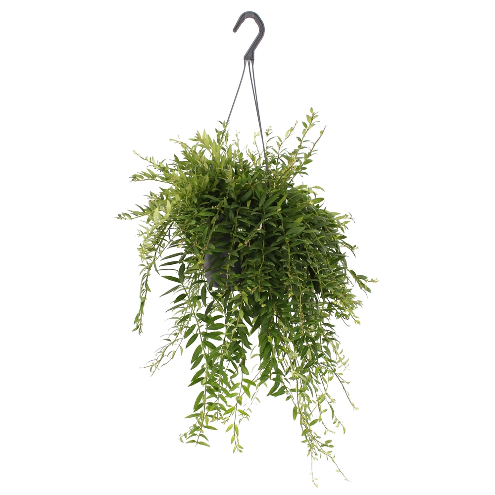 Aeschynanthus japhrolepis:H 45 cm pot D15 cm